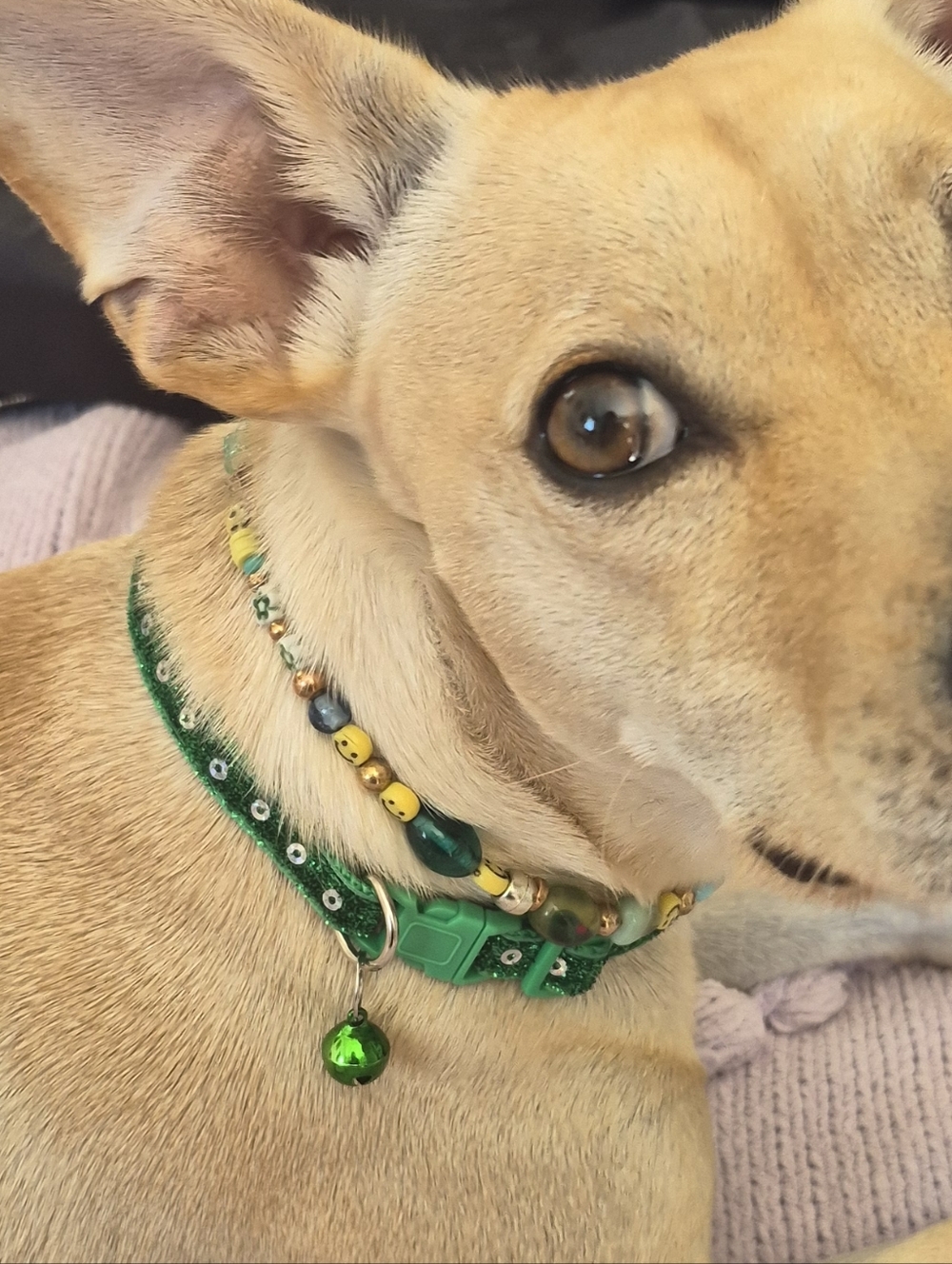 Beaded Dog Collar and Glam Collar SET